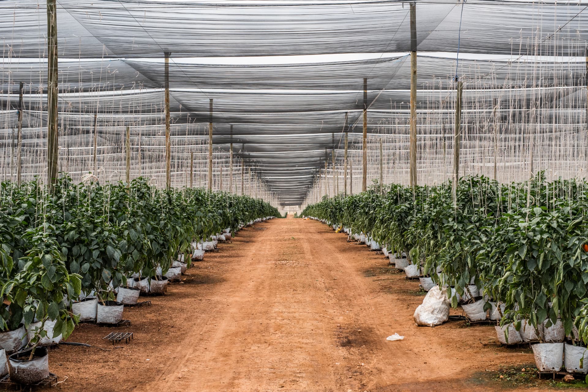 Rows of pepper plants running down a shaded growing tunnel.