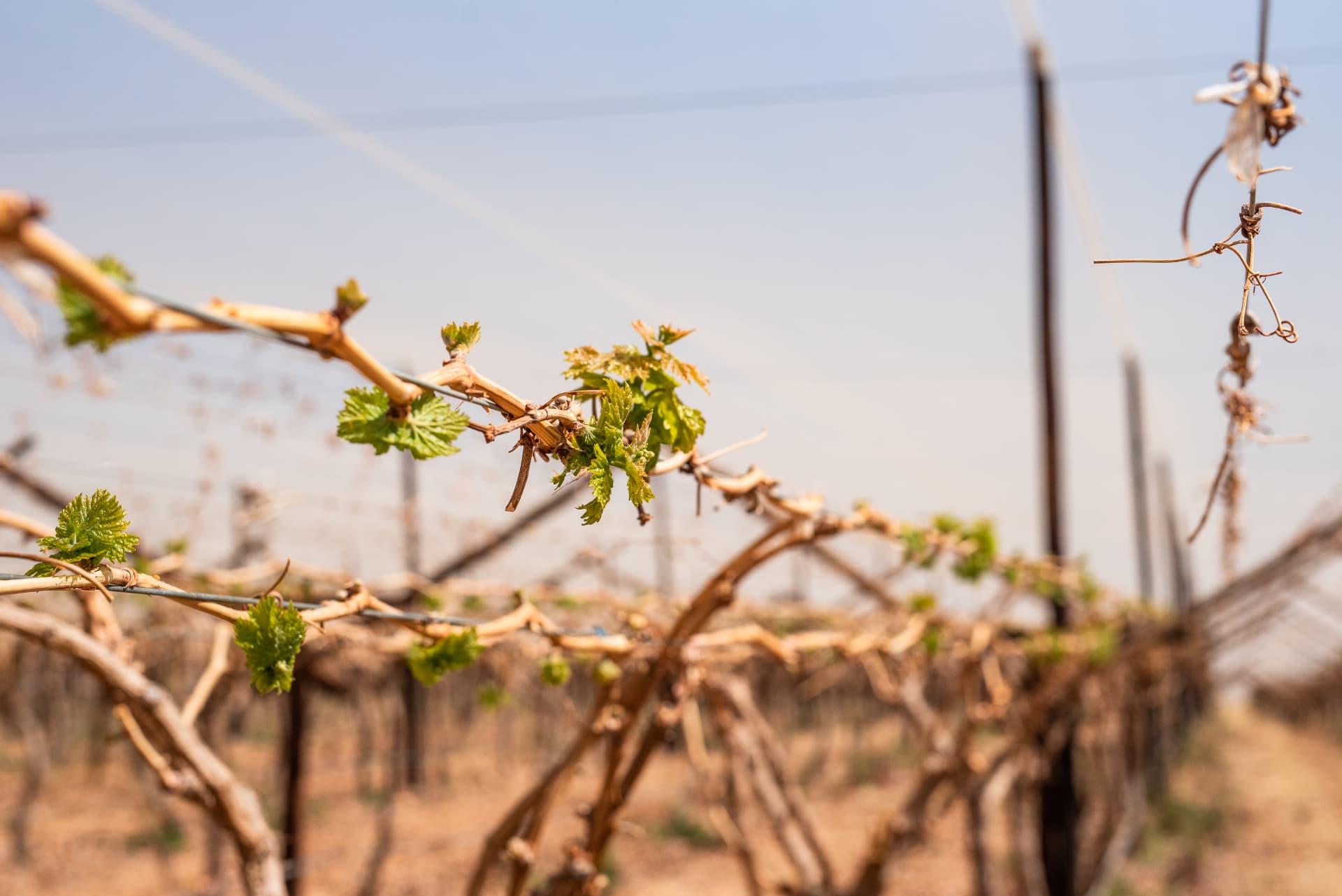 New growth on vines at the start of the season.