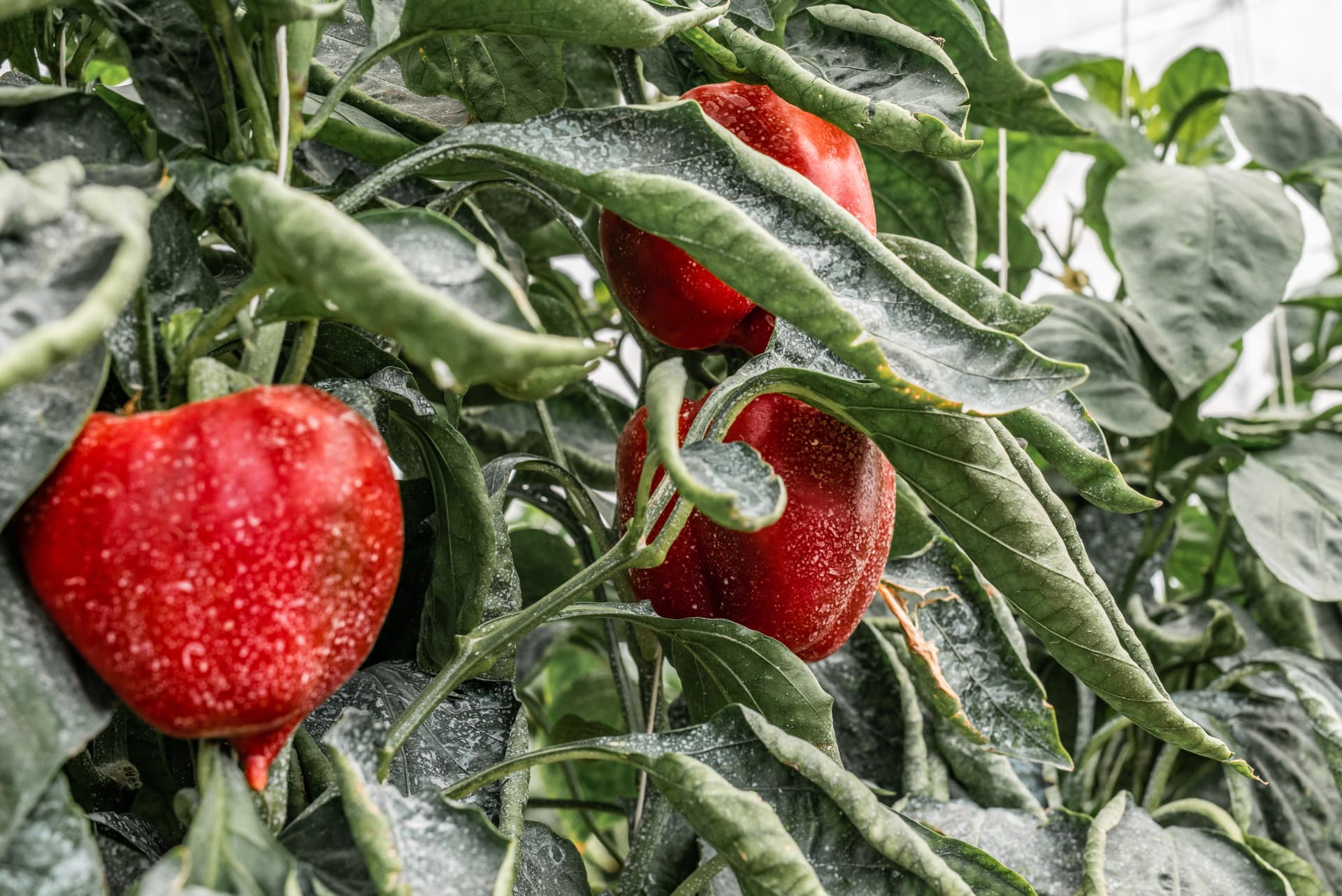 Ripe red peppers on the vine under greenhouse netting.